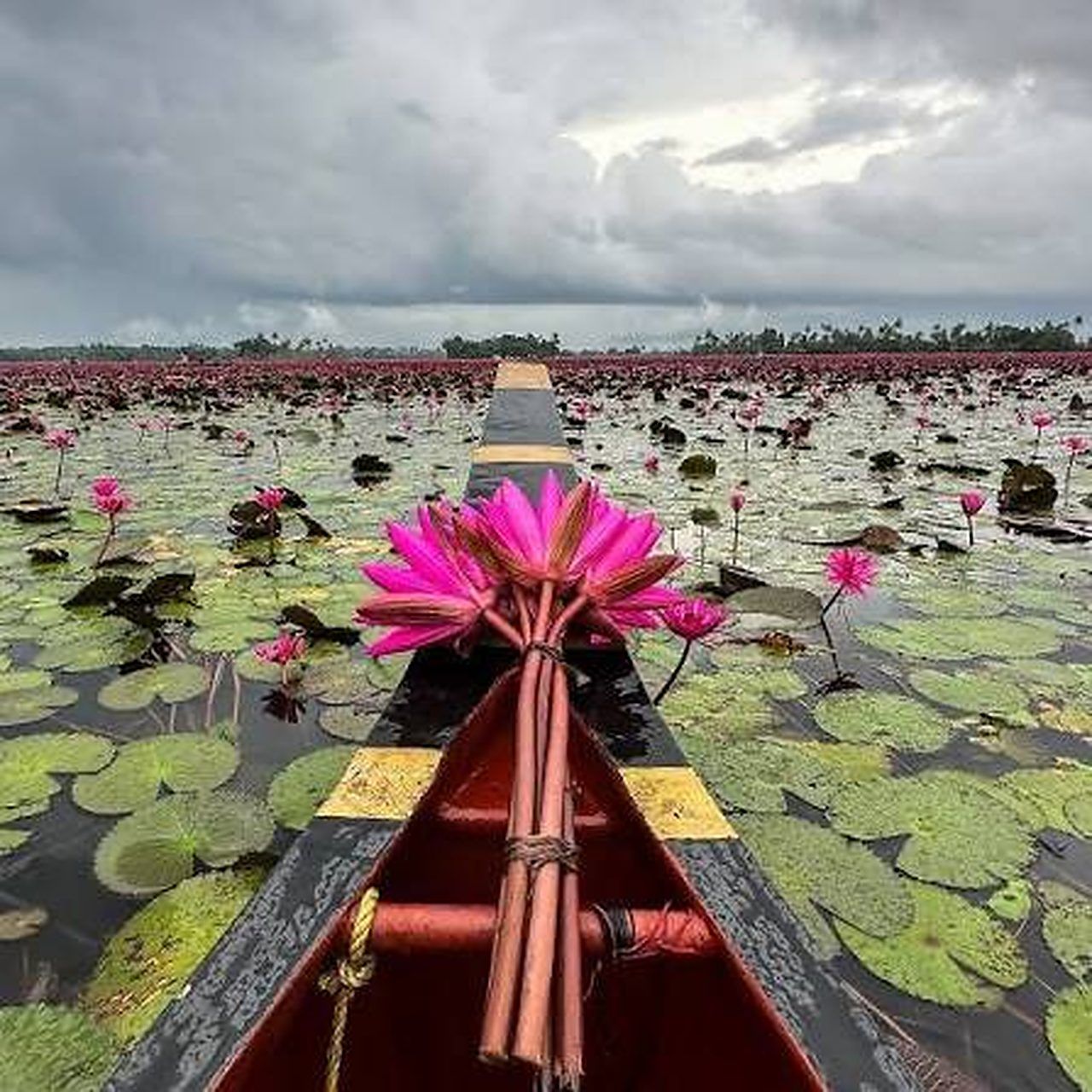 Pink water lilies on the water at the bow of a boat